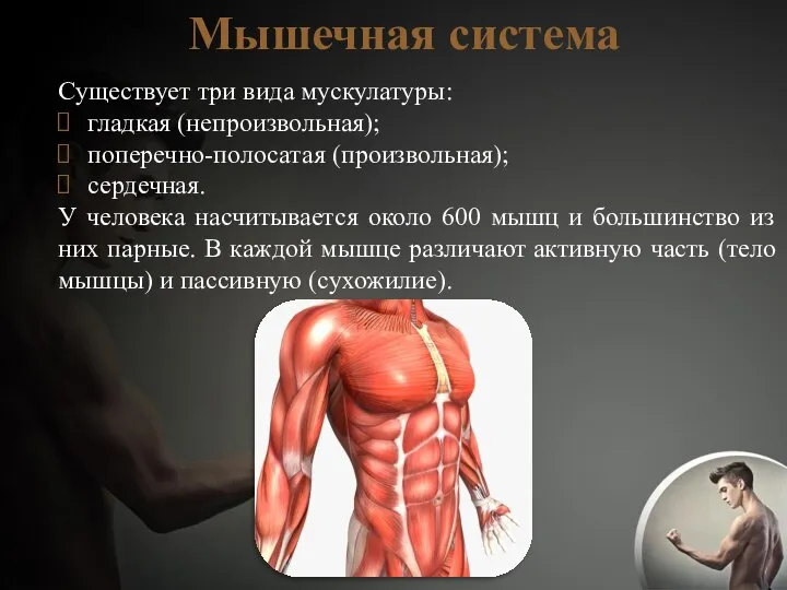 Мышечная система Существует три вида мускулатуры: гладкая (непроизвольная); поперечно-полосатая (произвольная); сердечная.