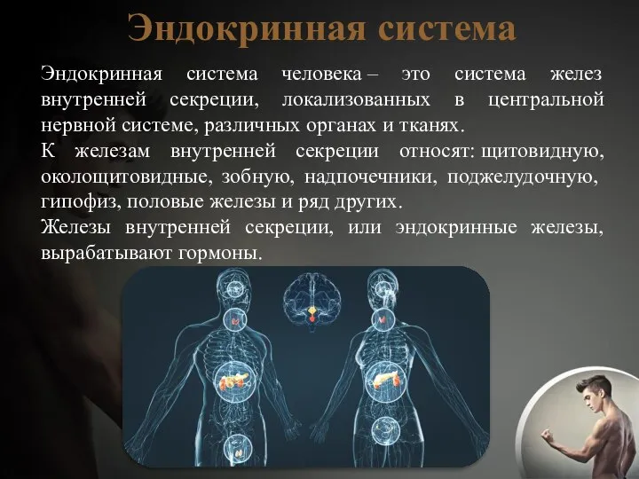 Эндокринная система Эндокринная система человека – это система желез внутренней секреции,