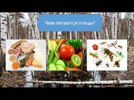 Чем питаются птицы?