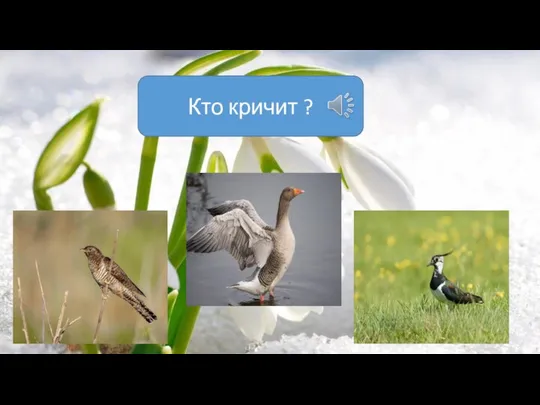 Кто кричит ?