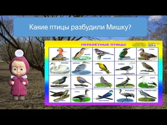 Какие птицы разбудили Мишку?