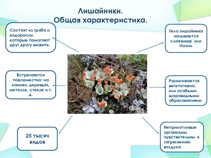 Лишайники. Общая характеристика. Неприхотливые организмы, чувствительны к загрязнению воздуха. Размножается вегетативно,