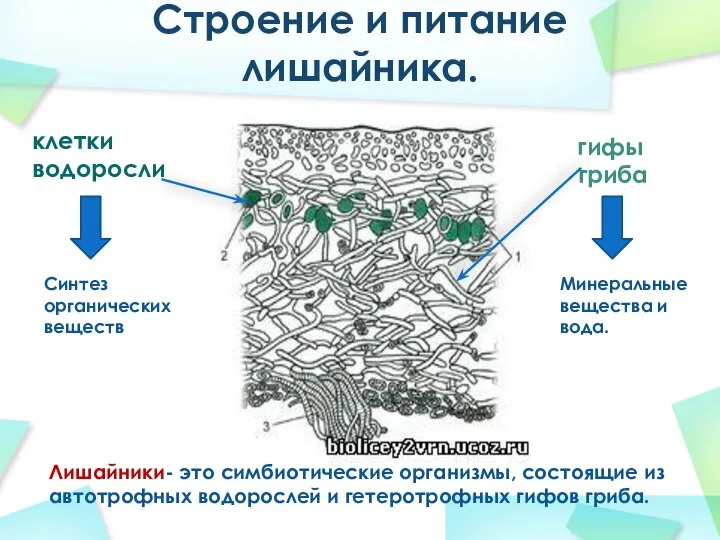 Строение и питание лишайника. гифы гриба клетки водоросли Синтез органических веществ