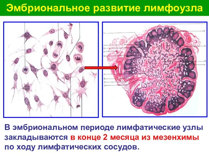 Эмбриональное развитие лимфоузла В эмбриональном периоде лимфатические узлы закладываются в конце