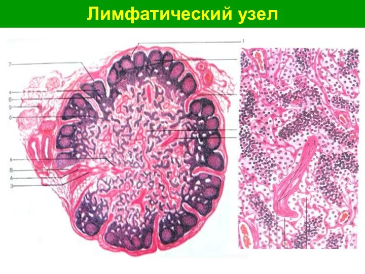 Лимфатический узел