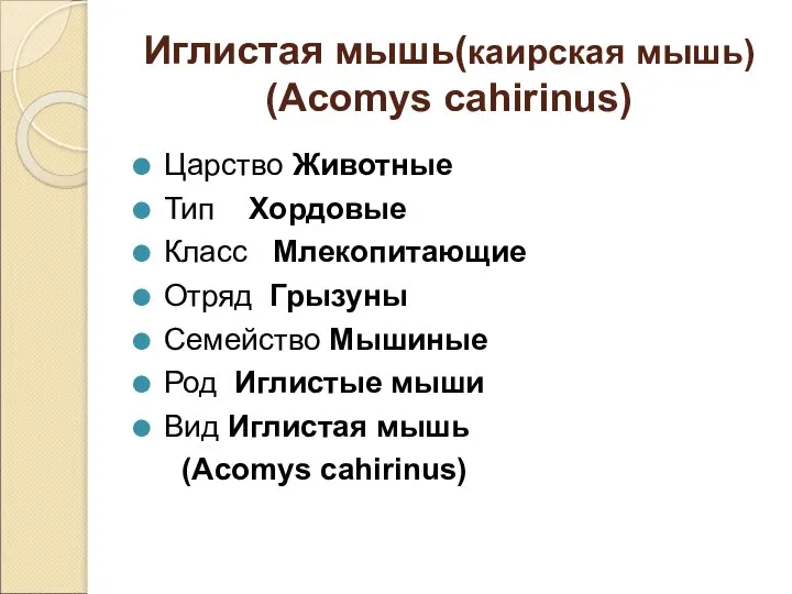 Иглистая мышь(каирская мышь) (Acomys cahirinus) Царство Животные Тип Хордовые Класс Млекопитающие