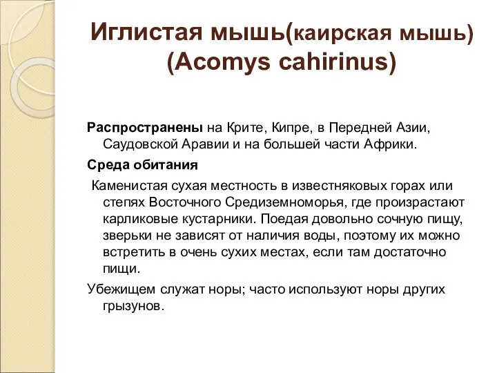 Иглистая мышь(каирская мышь) (Acomys cahirinus) Распространены на Крите, Кипре, в Передней