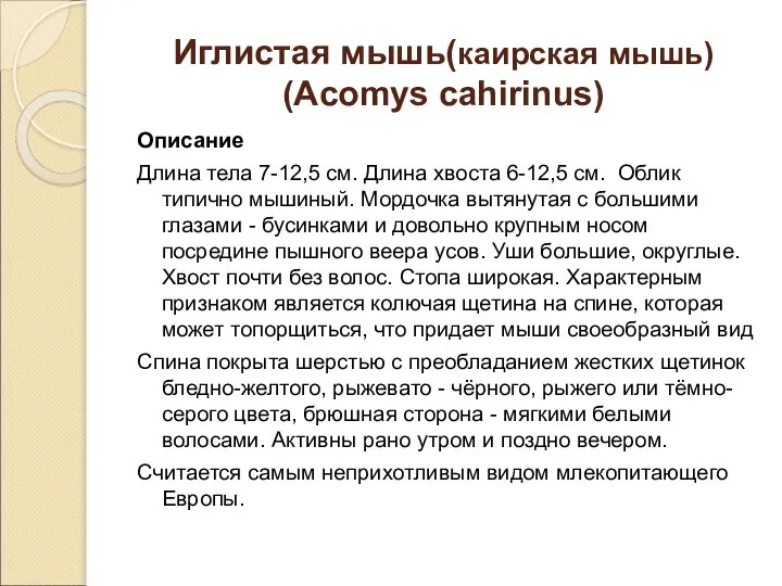 Иглистая мышь(каирская мышь) (Acomys cahirinus) Описание Длина тела 7-12,5 см. Длина