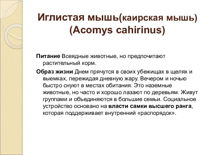 Иглистая мышь(каирская мышь) (Acomys cahirinus) Питание Всеядные животные, но предпочитают растительный