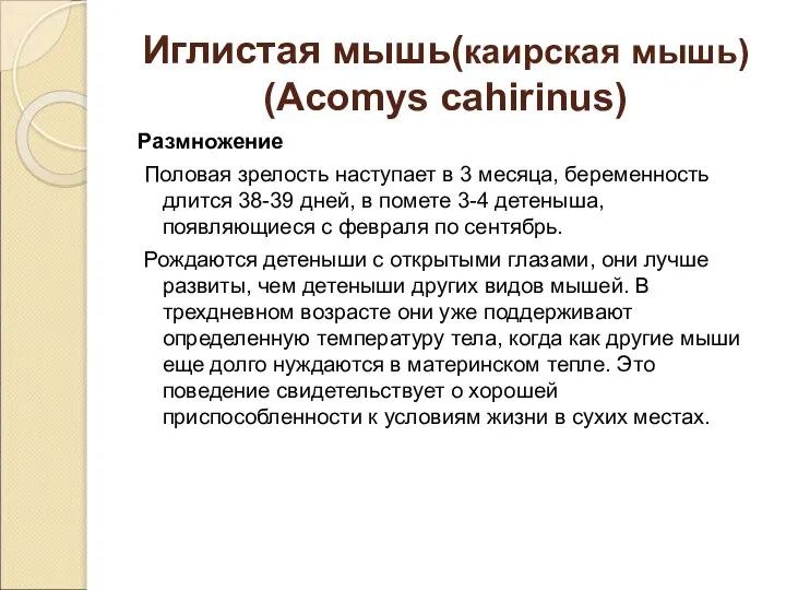 Иглистая мышь(каирская мышь) (Acomys cahirinus) Размножение Половая зрелость наступает в 3