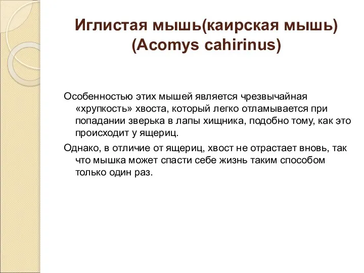 Иглистая мышь(каирская мышь) (Acomys cahirinus) Особенностью этих мышей является чрезвычайная «хрупкость»