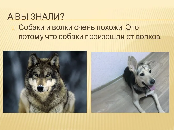 А ВЫ ЗНАЛИ? Собаки и волки очень похожи. Это потому что собаки произошли от волков.