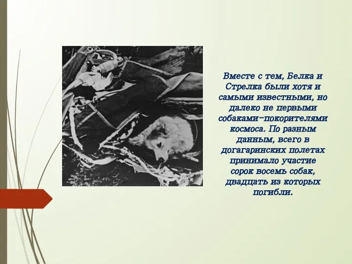 Вместе с тем, Белка и Стрелка были хотя и самыми известными,
