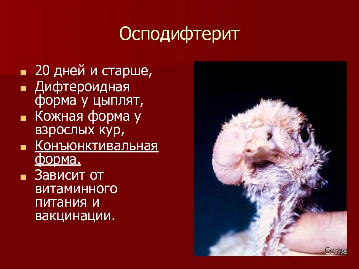 Осподифтерит 20 дней и старше, Дифтероидная форма у цыплят, Кожная форма