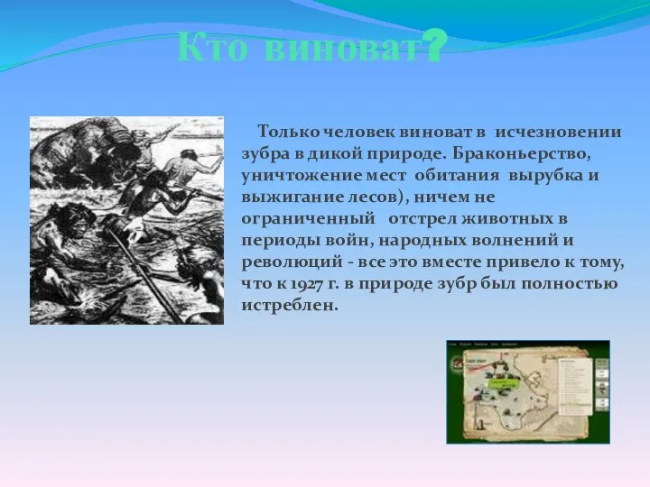 Кто виноват? Только человек виноват в исчезновении зубра в дикой природе.