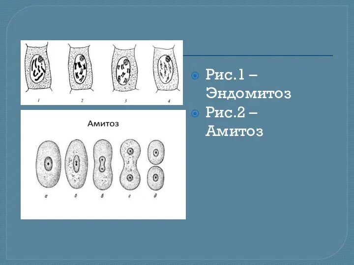 Рис.1 – Эндомитоз Рис.2 – Амитоз