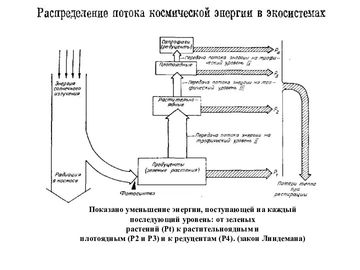 Показано уменьшение энергии, поступающей на каждый последующий уровень: от зеленых растений