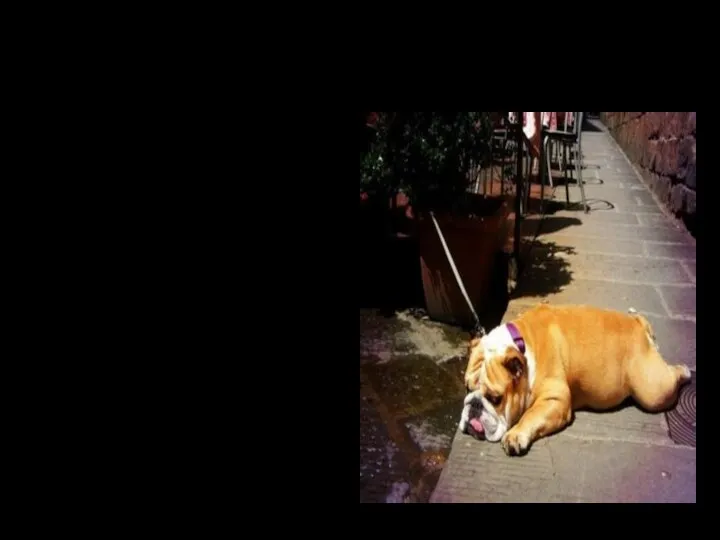 БЦС (брахиоцефалический синдром) Страдают собаки брахиоцефалы (мопсы, французы, английские бульдоги и