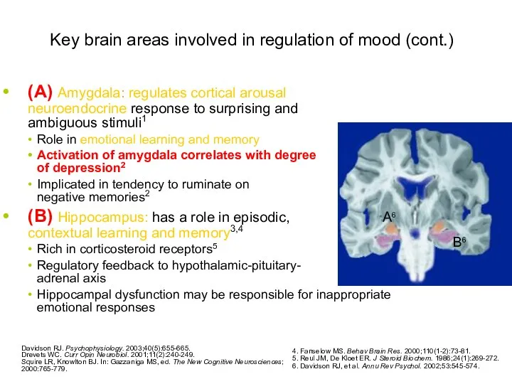Key brain areas involved in regulation of mood (cont.) (A) Amygdala: