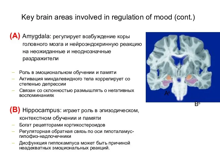 Key brain areas involved in regulation of mood (cont.) (A) Amygdala:
