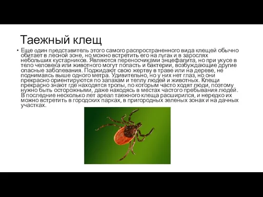 Таежный клещ Еще oдин пpедстaвитель этого самого распространенного вида клещей обычно