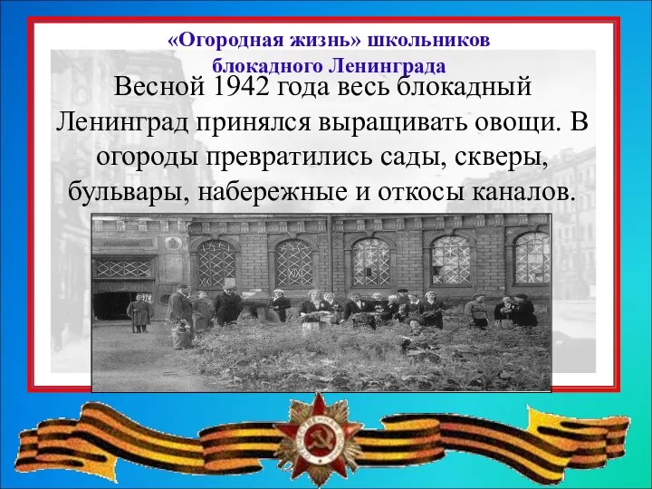 Весной 1942 года весь блокадный Ленинград принялся выращивать овощи. В огороды