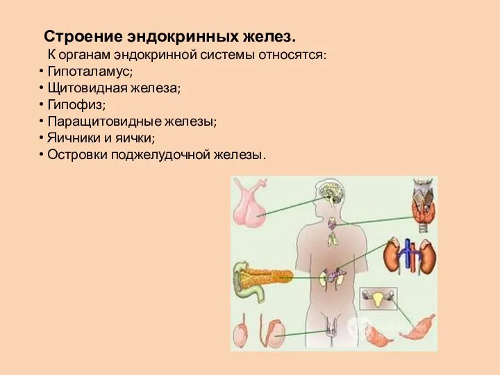 Строение эндокринных желез. К органам эндокринной системы относятся: Гипоталамус; Щитовидная железа;