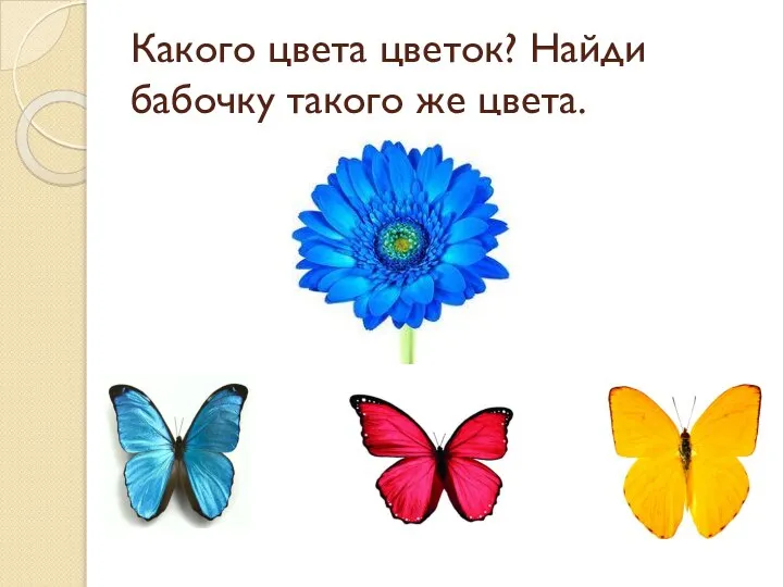 Какого цвета цветок? Найди бабочку такого же цвета.