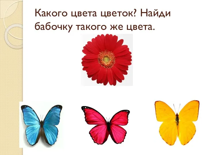 Какого цвета цветок? Найди бабочку такого же цвета.