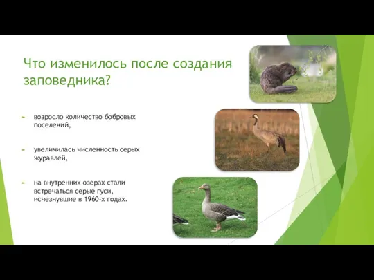 Что изменилось после создания заповедника? возросло количество бобровых поселений, увеличилась численность