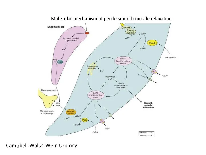 Campbell-Walsh-Wein Urology Molecular mechanism of penile smooth muscle relaxation.