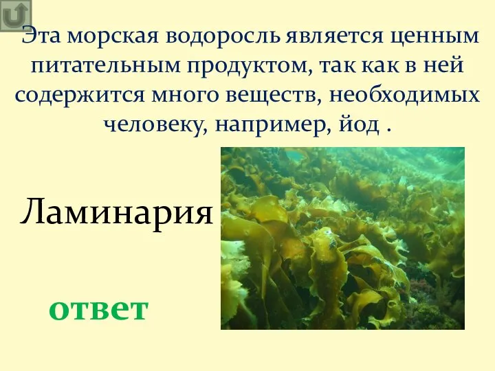 Эта морская водоросль является ценным питательным продуктом, так как в ней