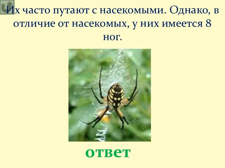 Их часто путают с насекомыми. Однако, в отличие от насекомых, у них имеется 8 ног. ответ