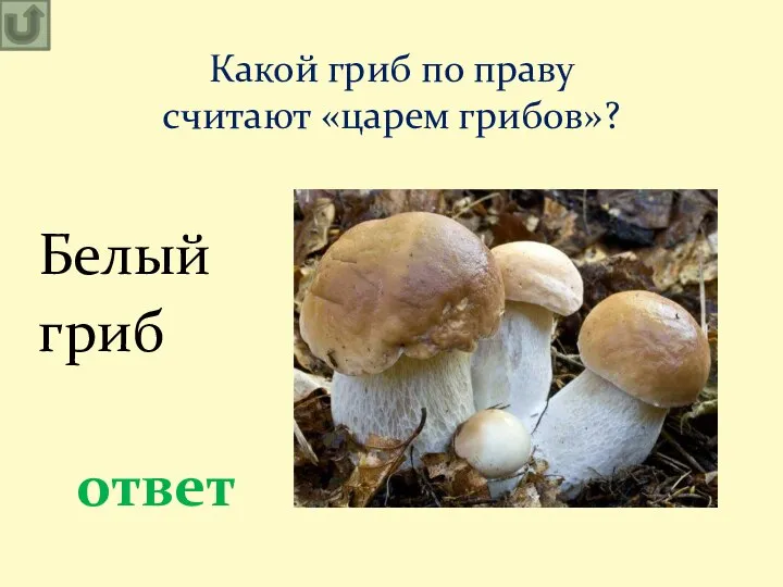 Какой гриб по праву считают «царем грибов»? ответ Белый гриб