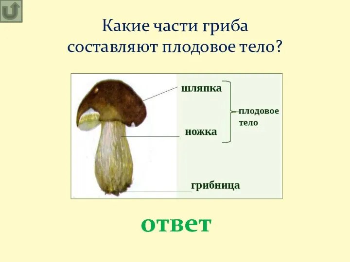 Какие части гриба составляют плодовое тело? ответ