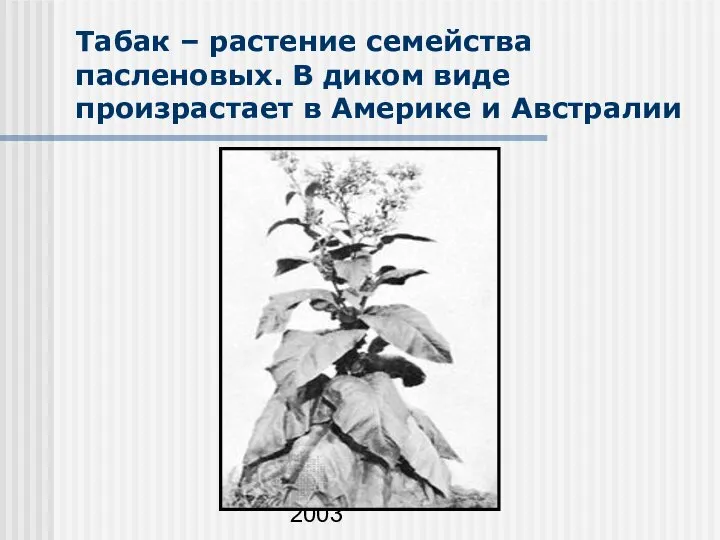 А.Е.Шабашов, 2003 Табак – растение семейства пасленовых. В диком виде произрастает в Америке и Австралии