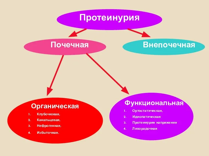 Протеинурия Почечная Внепочечная Органическая Клубочковая, Канальцевая, Нефрогенная, Избыточная. Функциональная Ортостатическая, Идиопатическая Протеинурия напряжения Лихорадочная