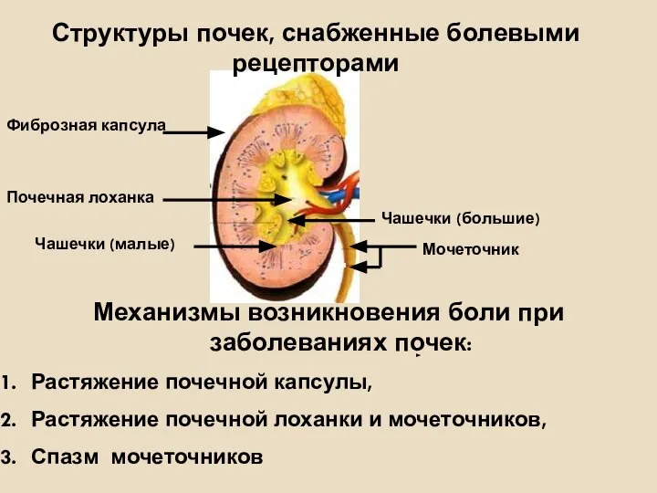 Структуры почек, снабженные болевыми рецепторами Почечная лоханка Фиброзная капсула Чашечки (большие)