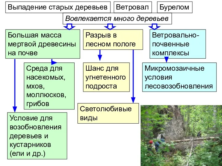 Выпадение старых деревьев Ветровал Бурелом Большая масса мертвой древесины на почве