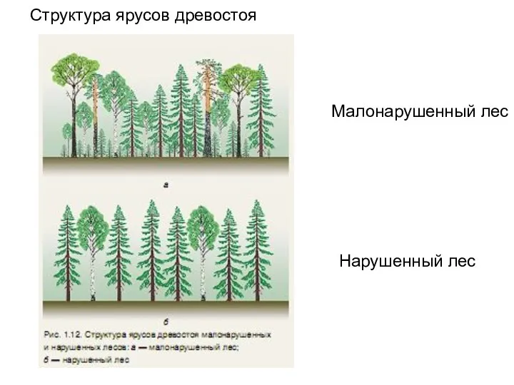 Структура ярусов древостоя Малонарушенный лес Нарушенный лес