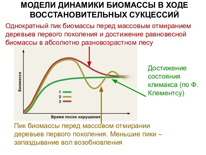 Пик биомассы перед массовом отмирании деревьев первого поколения. Меньшие пики –