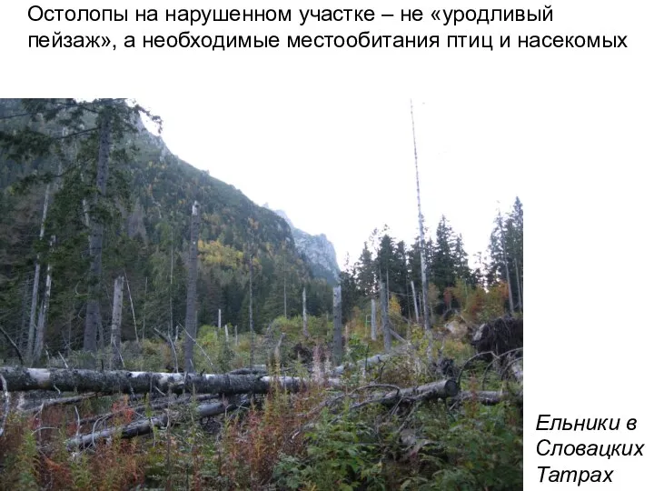 Остолопы на нарушенном участке – не «уродливый пейзаж», а необходимые местообитания