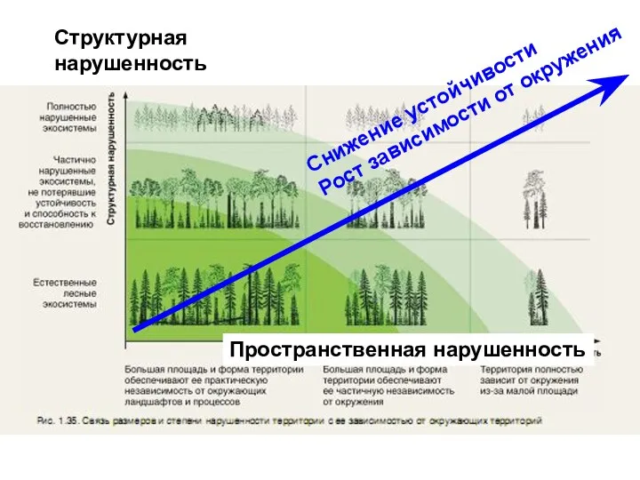 Структурная нарушенность Пространственная нарушенность Снижение устойчивости Рост зависимости от окружения