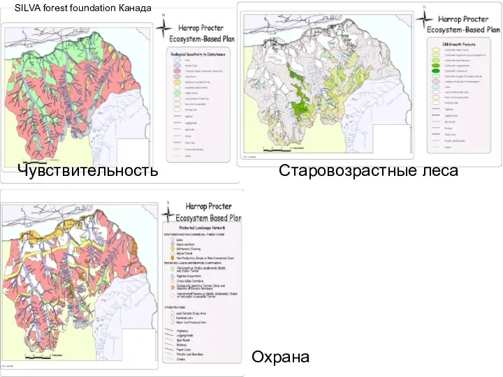 SILVA forest foundation Канада Чувствительность Старовозрастные леса Охрана