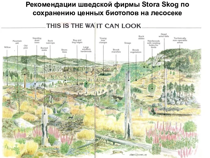 Рекомендации шведской фирмы Stora Skog по сохранению ценных биотопов на лесосеке