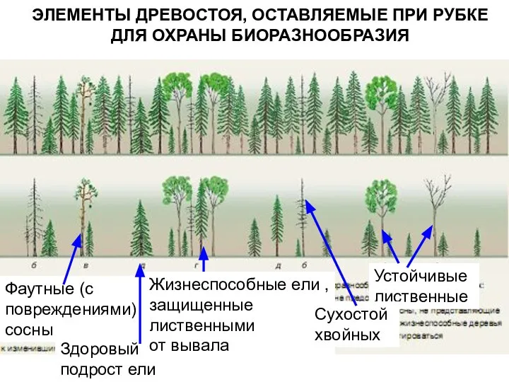 Здоровый подрост ели ЭЛЕМЕНТЫ ДРЕВОСТОЯ, ОСТАВЛЯЕМЫЕ ПРИ РУБКЕ ДЛЯ ОХРАНЫ БИОРАЗНООБРАЗИЯ