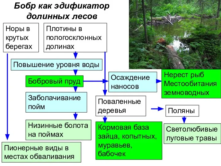 Бобр как эдификатор долинных лесов Норы в крутых берегах Плотины в