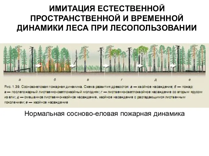 ИМИТАЦИЯ ЕСТЕСТВЕННОЙ ПРОСТРАНСТВЕННОЙ И ВРЕМЕННОЙ ДИНАМИКИ ЛЕСА ПРИ ЛЕСОПОЛЬЗОВАНИИ Нормальная сосново-еловая пожарная динамика