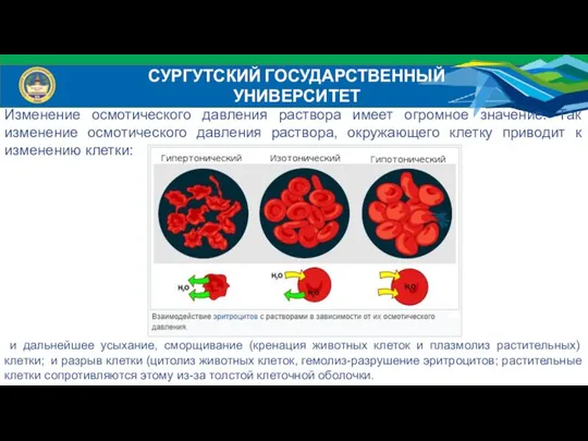 СУРГУТСКИЙ ГОСУДАРСТВЕННЫЙ УНИВЕРСИТЕТ Изменение осмотического давления раствора имеет огромное значение. Так