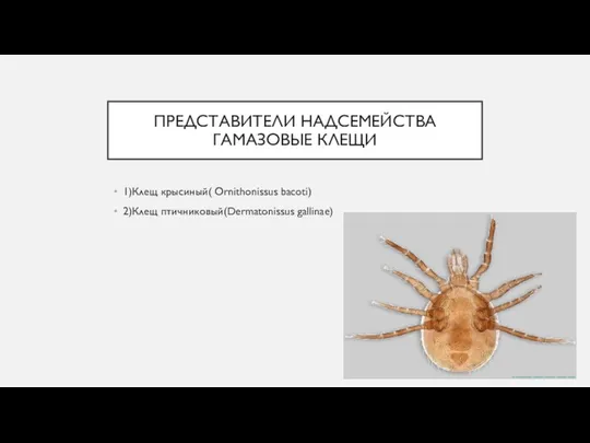 ПРЕДСТАВИТЕЛИ НАДСЕМЕЙСТВА ГАМАЗОВЫЕ КЛЕЩИ 1)Клещ крысиный( Ornithonissus bacoti) 2)Клещ птичниковый(Dermatonissus gallinae)